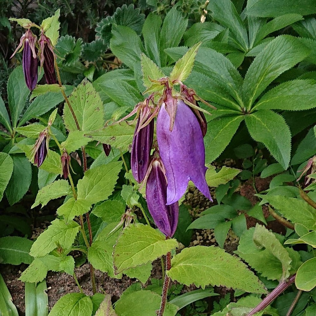 ムーンサルト1 ホタルブクロ 初夏から夏にかけて咲くキキョウ科の多年草 釣り鐘状の花が特徴 チョウチンバナ 花言葉は忠実 正義 ホタルブクロ ほたるぶくろ 蛍袋 チョウチンバナ 花言葉は忠実 正義 T Co U8qppgzpv9 T Co ムーンサルト1 ホタルブクロ 初夏から夏にかけて咲くキキョウ科の多年草 釣り鐘状の花が特徴 チョウチンバナ 花言葉は忠実 正義 ホタルブクロ ほたるぶくろ 蛍袋 チョウチンバナ 花言葉は忠実 正義 T Co U8qppgzpv9 T Co