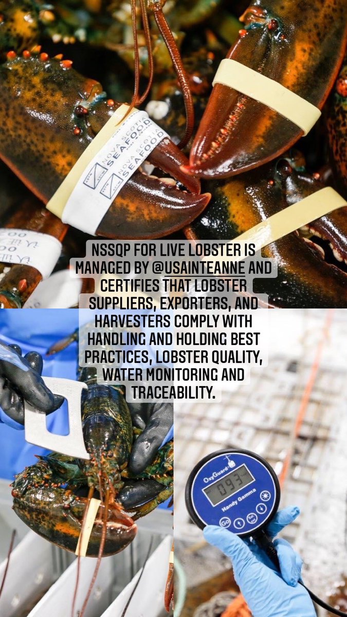 The first 2 live lobster companies were audited this week for the Nova Scotia Seafood Quality Program (NSSQP). Lobster suppliers, exporters and harvesters must comply with handling &amp; holding best practices, lobster quality, water monitoring &amp; traceability. <a href="/USainteAnne/">USainteAnne</a> <a href="/SAIGlobal/">SAI Global</a>