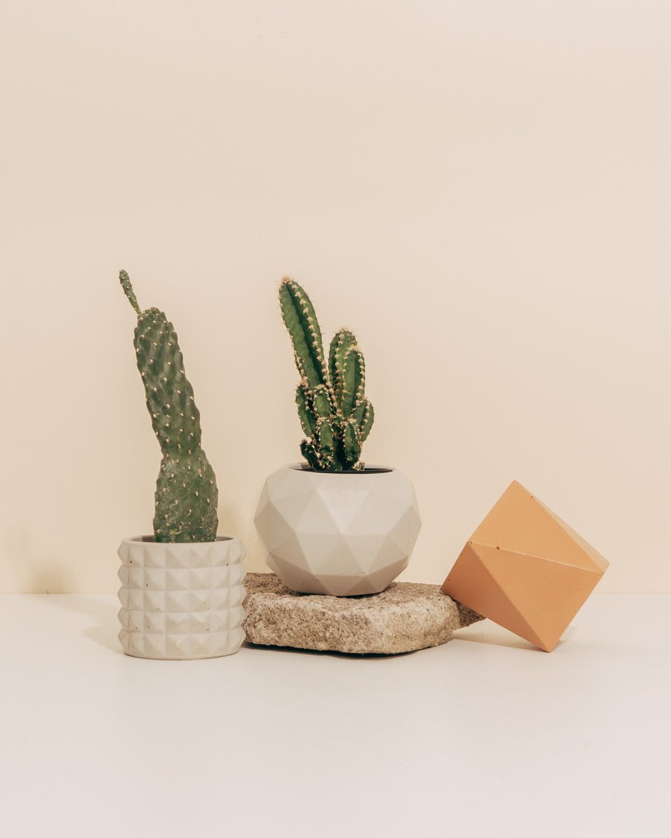Plant love 🌵💕

These adorable little pots are the perfect detail you need to decorate your space! It can be used to hold your stationary, home to small succulent, or an even spikier cactus.

Tap the link in bio to shop!