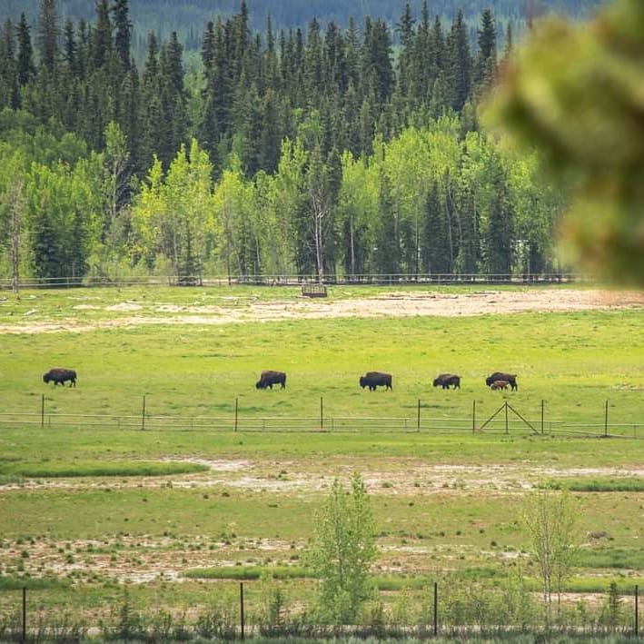 Welcome to a world of benefits! A refuge not only for the animals but a place where you too can move safely about, immersing yourself in the great outdoors while you engage your mind and body. Nature is open daily. 

#YukonWildlife #FaceToFaceWithTheNorth
📸L.Caskenette