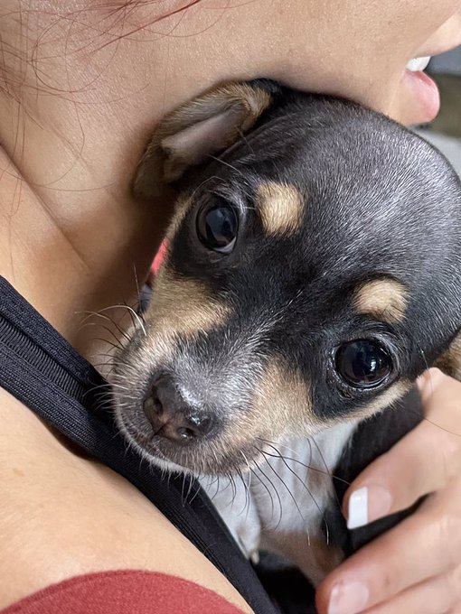 Say hi to Olive https://t.co/2EF9YLsTDK<a href="/tag/staysafeoutthere"class="tags"><span>#staysafeoutthere</span></a>