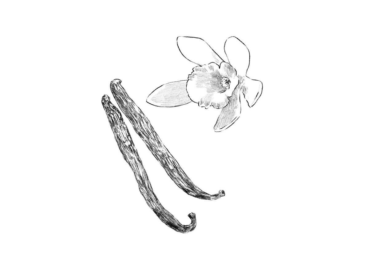 えんぴつ イラストacにて 無料イラスト販売中 リクエストもお気軽に 現在食材の鉛筆画創作期間中 飲食店様の印刷物等の支援になれば幸いです 素材集 イラスト えんぴつ画 フリー素材イラスト イラストac Imagematerial Freeimages