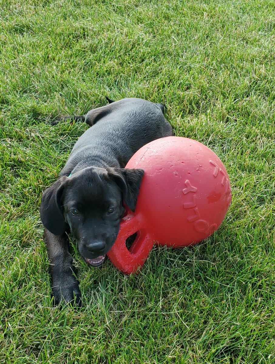 JmPiatt's tweet photo. @JollyPetsInc big brother loaned baby sister his favorite outside toy.  I think the #JollyBall is a hit all around.  :-) https://t.co/BqGmqqytpq