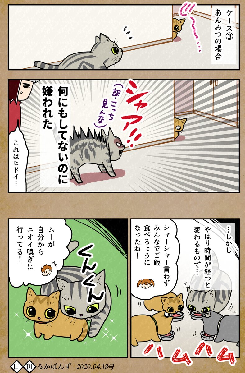 顔はそっくりだけど性格が全然ちがう猫の兄妹を保護した話7
※先輩猫とのエピソード2(再掲)

#ぬこにっき #エッセイ漫画 #猫好きさんと繋がりたい 