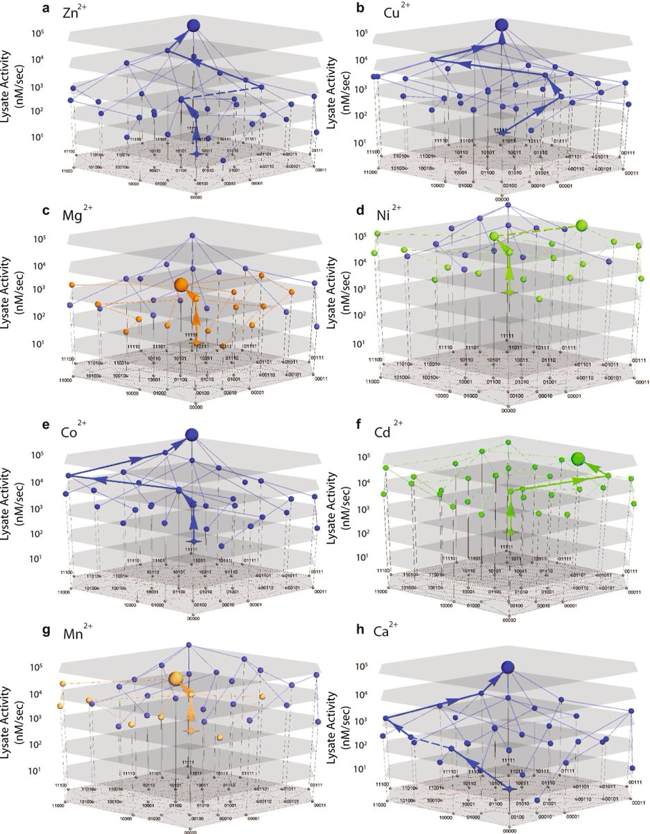 Our latest paper "The adaptive landscape of a metallo-enzyme is shaped by environment-dependent epistasis" is out <a href="/NatureComms/">Nature Communications</a>: nature.com/articles/s4146….