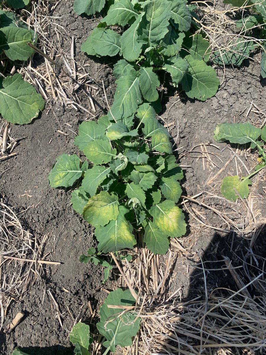 Mother Nature threw a curveball the other night with frost hitting some areas around Swift Current. Hopefully these guys can hang in there! #Drought21