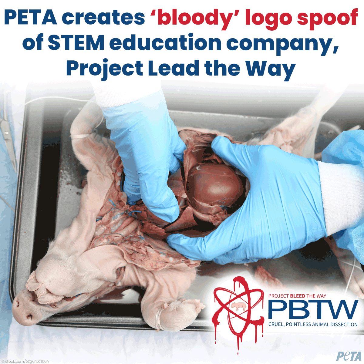 peta's tweet photo. Project Lead The Way is stuck in the past!
PETA sent a letter to @PLTWorg’s president @vincebertram & board chair with a sneak peek at this spoof logo, urging them to truly lead the way & stop promoting archaic, bloody animal dissection. https://t.co/WmaHnDdWUx #CutOutDissection https://t.co/P8p2yXtJl8
