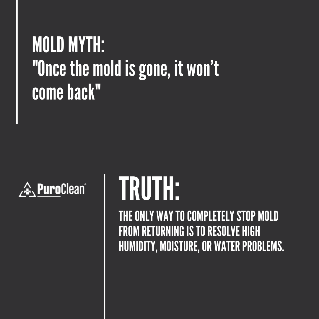 PuroCleanUnion's tweet photo. Mold is tough to beat! If you do not take care of the causes, the symptoms WILL come back. For any additional questions, do not hesitate to give us a call at 908-577-9120
#mold #waterdamage #moldremediation #restoration #fire #firedamage #moldremoval #insurance #remediation https://t.co/2YvIN3ak7e