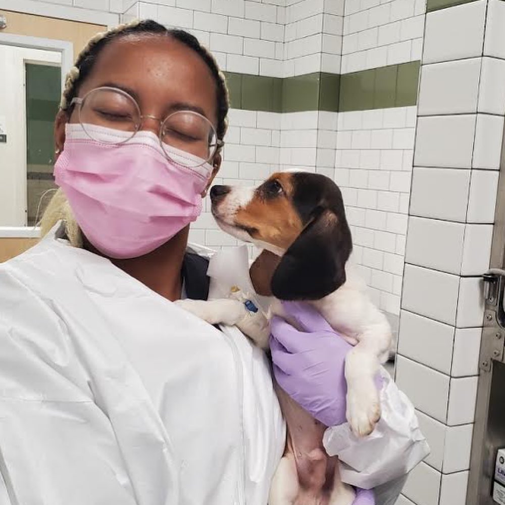 We received an urgent call from our emergency vet about yet ANOTHER puppy sick with parvovirus. 💔 We simply could not turn 2-month-old Theo away. Theo is the 3rd parvo puppy we've taken into our care this month. You can donate to Theo through Venmo (@AnimalHaven).