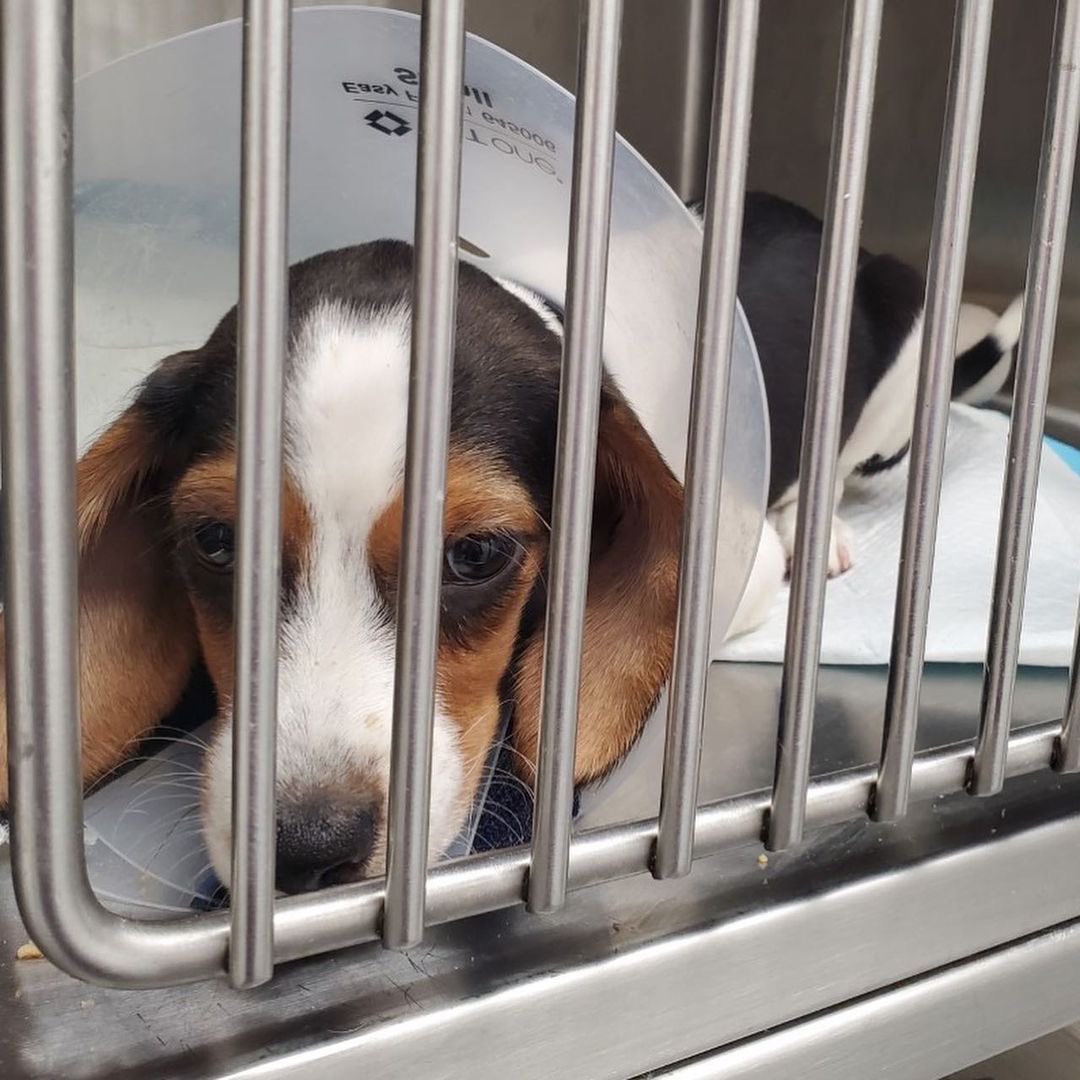 Animal Haven tweet media