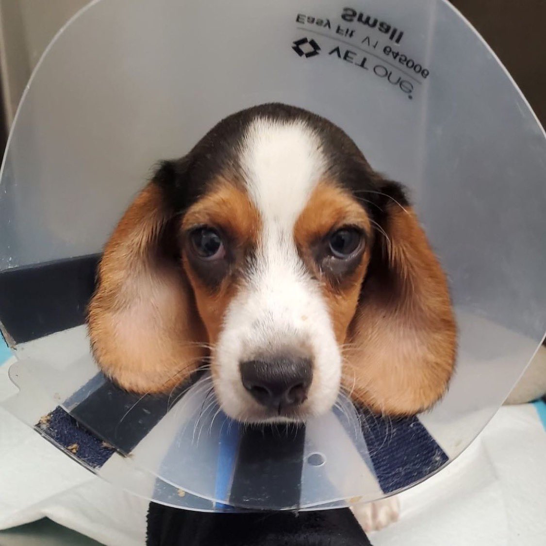 Animal Haven tweet media