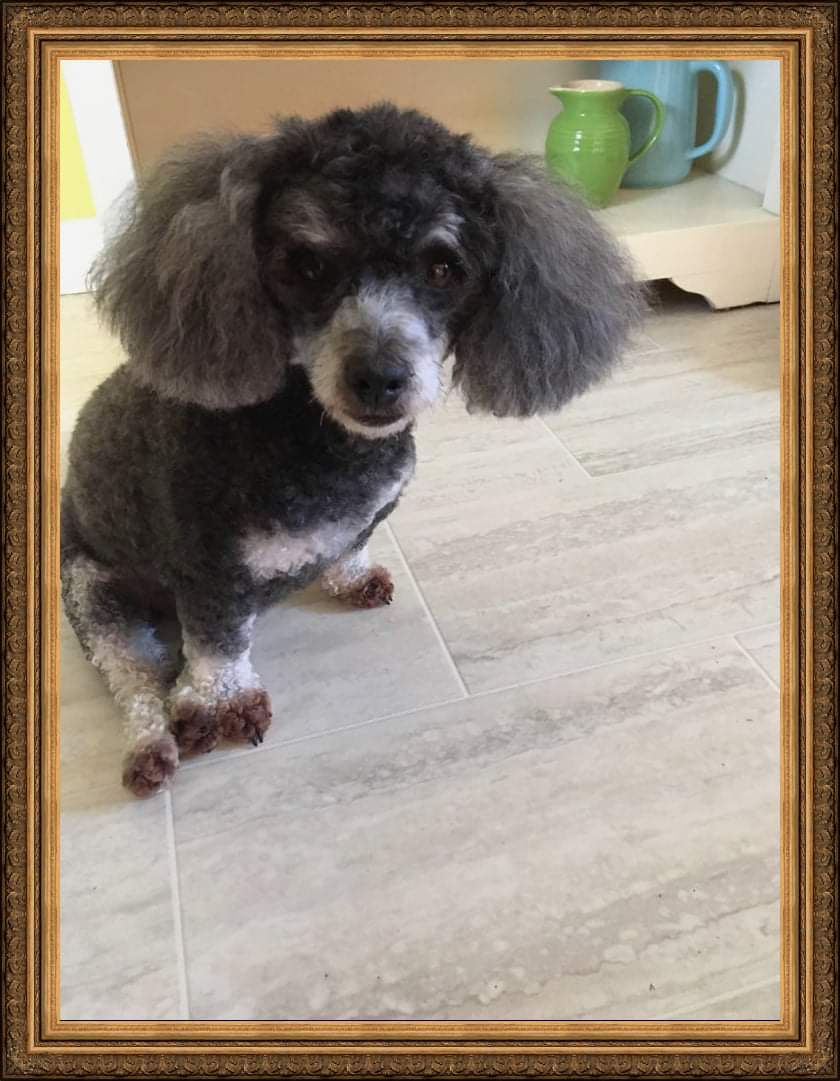 Newest Misfit, Abbi! 
#misfitmanordogrescue #adoptdontshop #rescuedogsofinstagram #fosterdogsofinstagram #thereisahomeforthemall #dogsofinstagram #seniordog #specialneedsdog