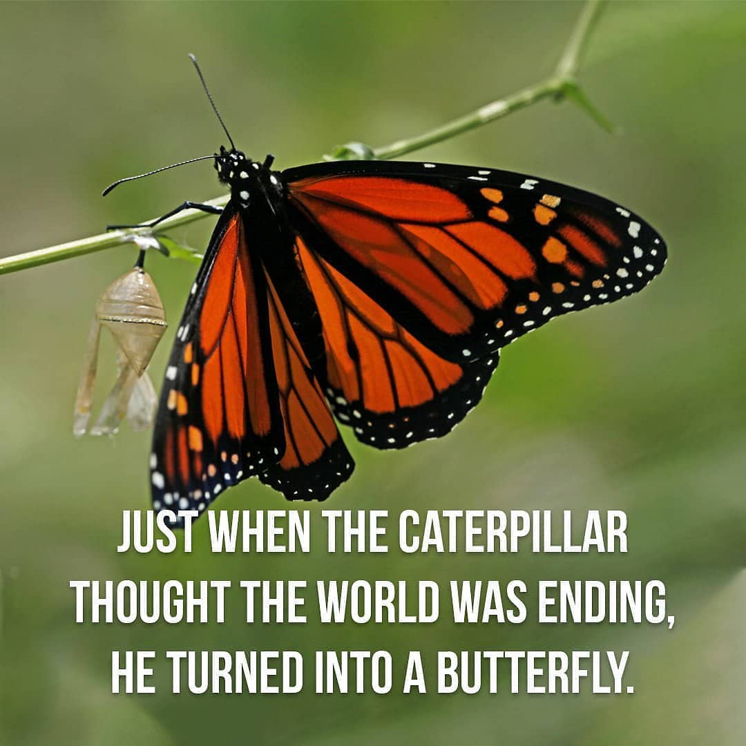 proliancepa's tweet photo. 🐛 🦋
.
.
#perfection #beauty #animals #likeforfollow #macrobutterfly #starbutterfly #butterflybraid #motivation #caterpillartobutterfly #buterfly #nature #buterflies #butterflylovers #butterflypeaflower #butterflyworld #instabutterfly #amazing #beautiful #wildlife #world https://t.co/4xnfmigshK