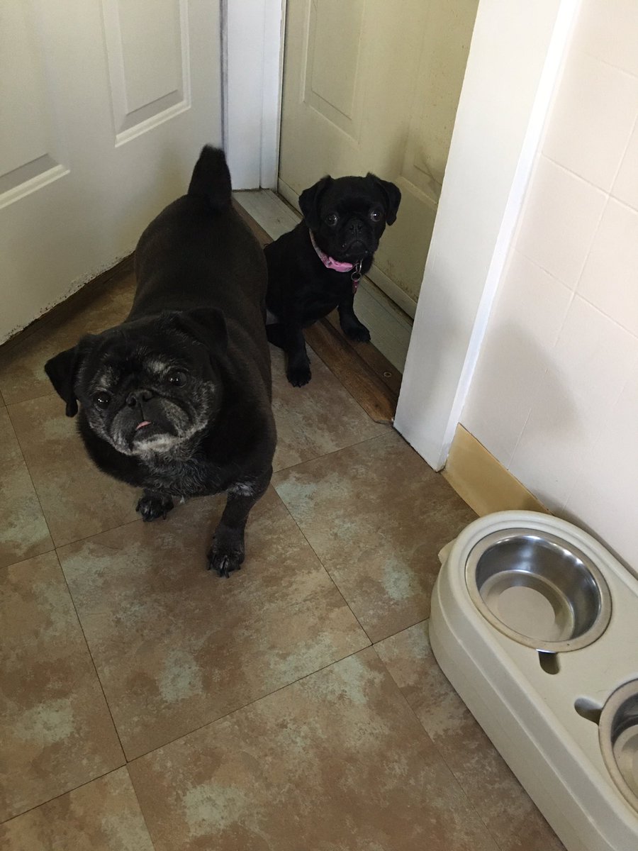 simonsterpug's tweet photo. @HamiltonPug @RealRufusPug Hello old friends, it’s Nicholas and my new baby sister Lily Rose from PA https://t.co/fhkY2VU7PB