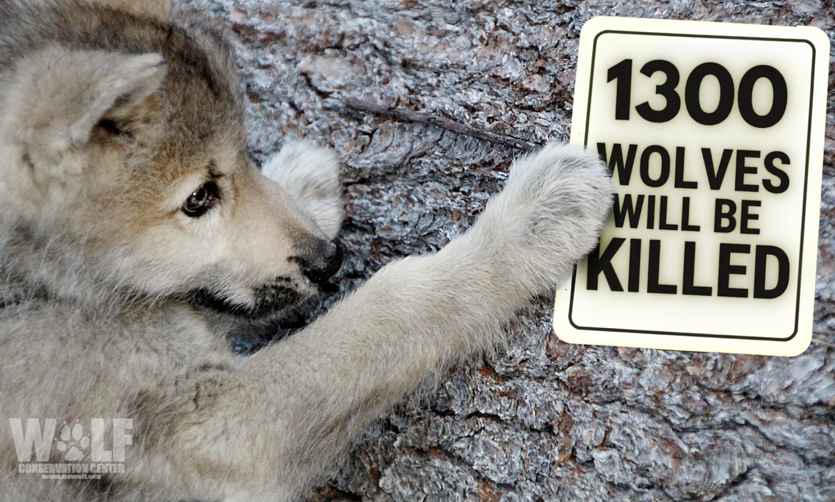 URGENT --- WOLVES NEED YOUR HELP
Starting in just over a week on July 1st, Idaho will allow bounty hunters to kill 90% of the state's wolves - that's more than 1,300 lives.

Time is running out. TAKE ACTION to restore federal protections for gray wolves ➡ bit.ly/3xTJyqn
