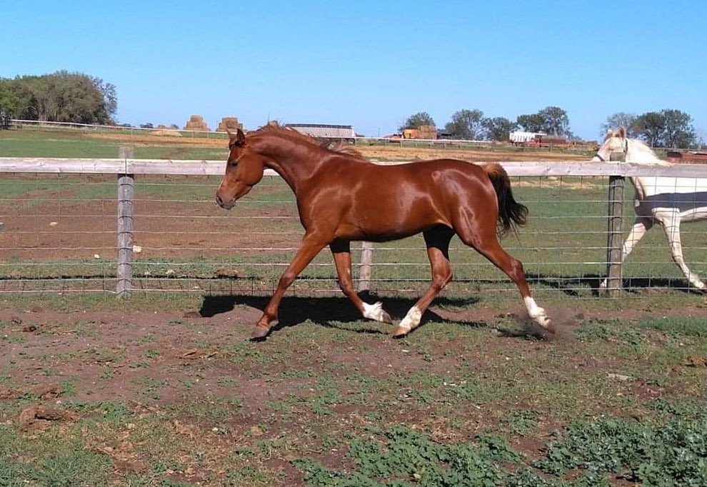 ThatPinto's tweet image. New project pony😈😈