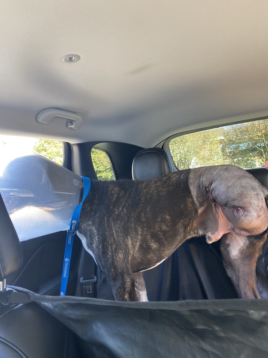 th3sp1d3r5's tweet photo. ⚠️graphic photo⚠️ our dog, Athens, went in for ACL surgery but we found out instead that he had bone cancer. He just got his leg amputated and will start chemo in the next few weeks. My wife and I love this dog more than anything and hope he can fight this off! https://t.co/sbWVVjGKcJ
