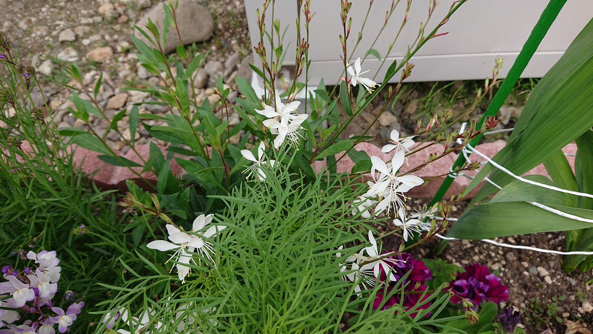 ウィウィ على تويتر 紫のペチュニアが咲いてきました ガウラの花数も増えてきましたが コスモスの丈が伸びてきて邪魔しています ガーデニング 花壇 ペチュニア ガウラ コスモス