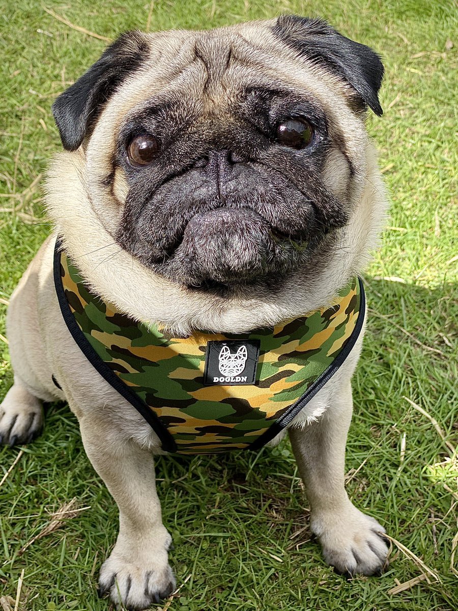 Ronnie_Pug's tweet photo. @HamiltonPug Yellow is the best colour https://t.co/LKxYo8i9Sf