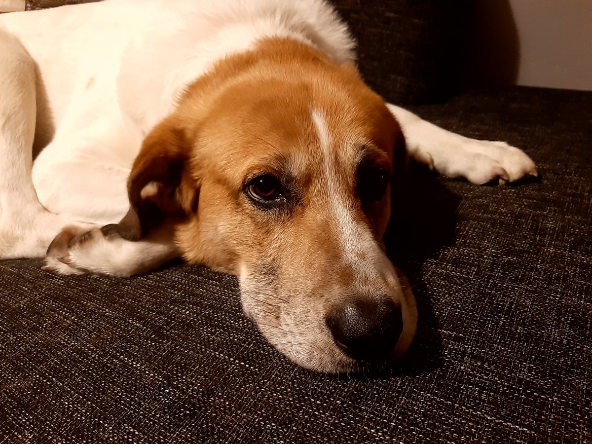 HMastalirova's tweet photo. Hele melas jen dve moznosti.
Mit zniceny vchodovy dvere nebo me vzit dovnitr.
Rozhodla ses spravne.
Na ten gauc jsem se dostal ani nevim jak. Ale rozhodne za to muze ten gauc.
A nez odejdes, tak zhasni.
Dik a rano pac.
#bourka
#posera https://t.co/op0Ehvlhb3