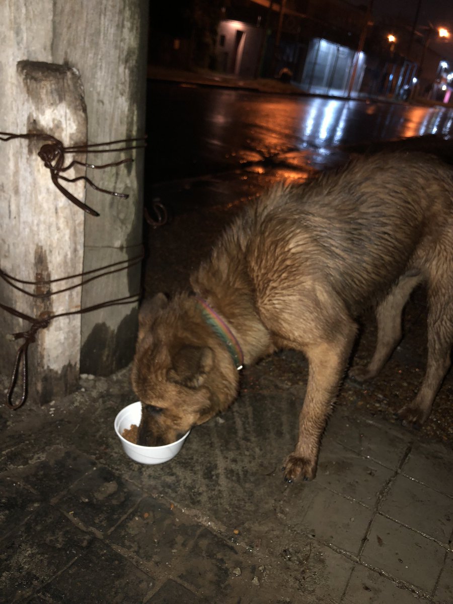 GualcoAlan's tweet photo. Por favor les pido si comparten ! Está perdido por demaestri . No puedo tenerlo ! https://t.co/NndnC0CCCy
