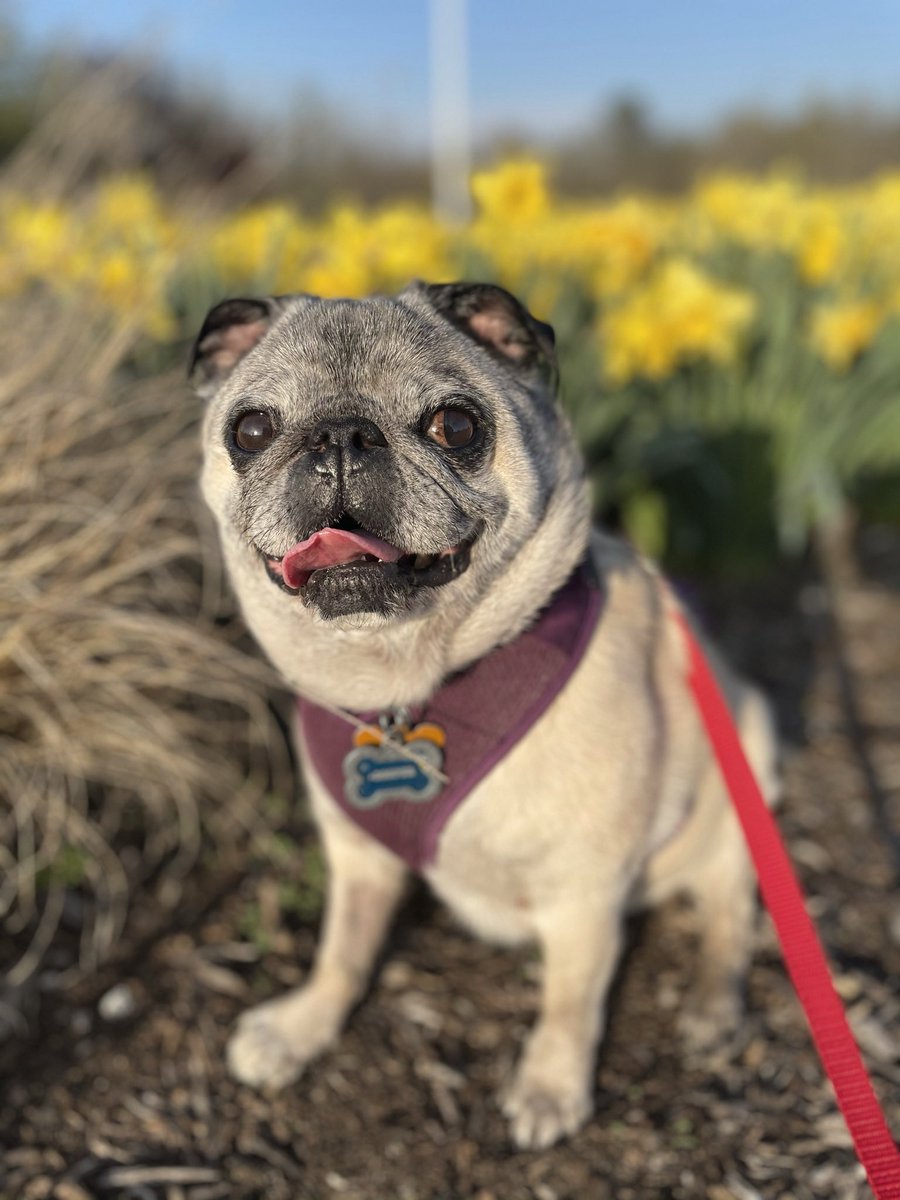 CooperNBonnie's tweet photo. A1: I love yellow flowers.  #pugchat https://t.co/YW1vPBFoLq