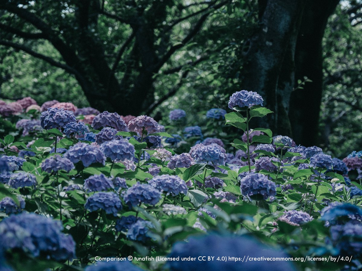 Consulate General Of Japan In Honolulu S Tweet 6 月といえば日本は梅雨の時期 古くから 水無月 みなづき ともいいます 水無月の 無 は 現在の の を意味するので 水の月 を表します 緑があふれる静かな風景 やノスタルジックな紫陽花 を見る