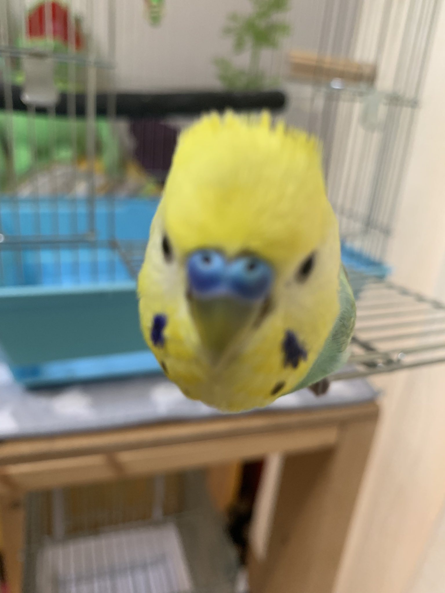 ট ইট র はにはに インコ セキセイインコ インコのペンちゃん 頭ハムハムさしてもらったら 何だか面白い髪型になってたw T Co V9yzfr2hdk ট ইট র