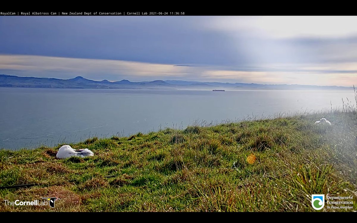 planetanews's tweet photo. Livestreaming Now: Royal Albatross Cam from Taiaroa Head/Pukekura. This season we are viewing LGK, LGL, and their female chick Tiaki, who hatched on January 24 @docgovtnz @RoyAlbatrossCam @AlbatrossCentre @CornellBirds
๐บ https://t.co/5dn64H3LQD
๐ https://t.co/Z0Kvek8Plj #WildNZ https://t.co/dm8dmmzwq4