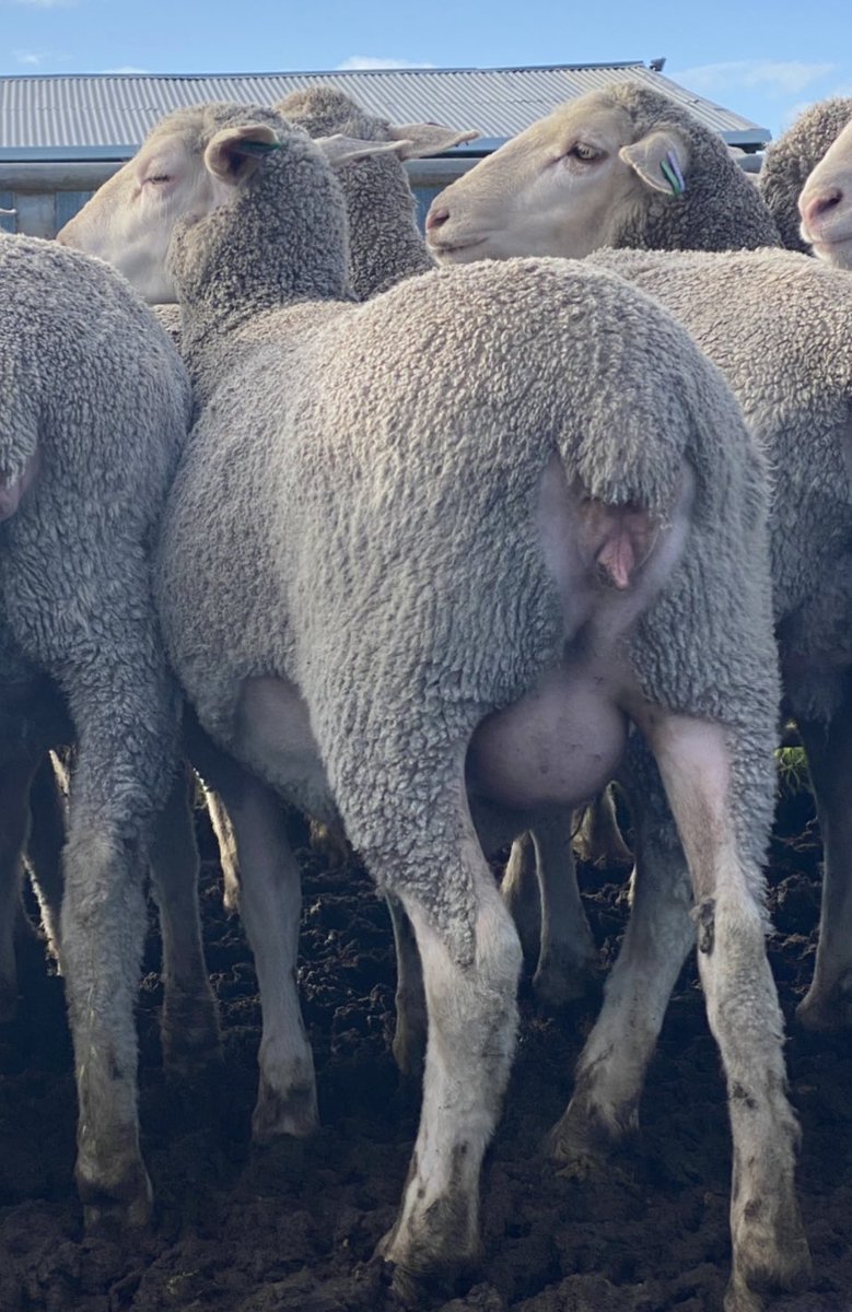 This 11 month old ewe is showing all the animal welfare attributes that we love to see. Pregnant with twins and due to lamb in 3 weeks she is showing us what the power of genetics really can do! #maternalmerino #nonmulesed #genetics