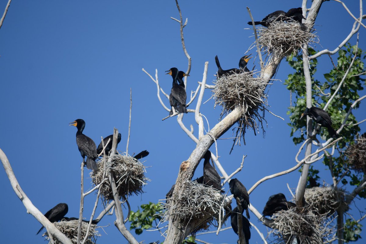 The gangs all here

#photography 
#wildlifephotography 
#naturephotography 
#birdphotography 
#cormorants