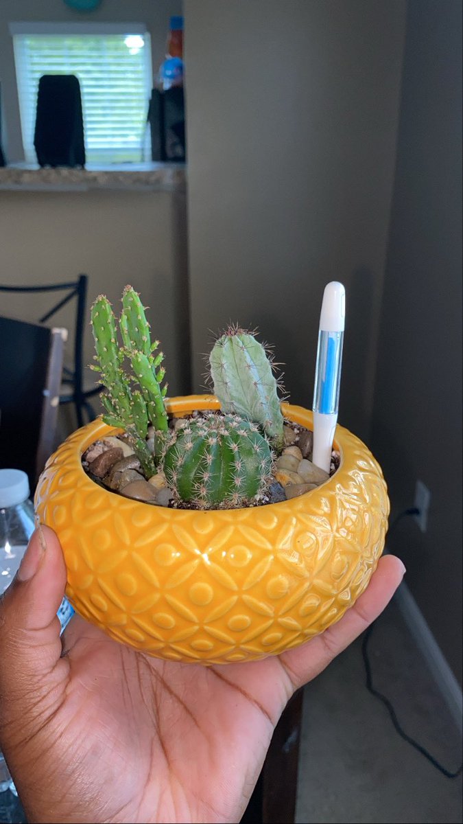 __peacheess's tweet photo. Coming Soon July 2021!!! 
PlantsByP 🪴🌵 https://t.co/fXKs4qw7vB