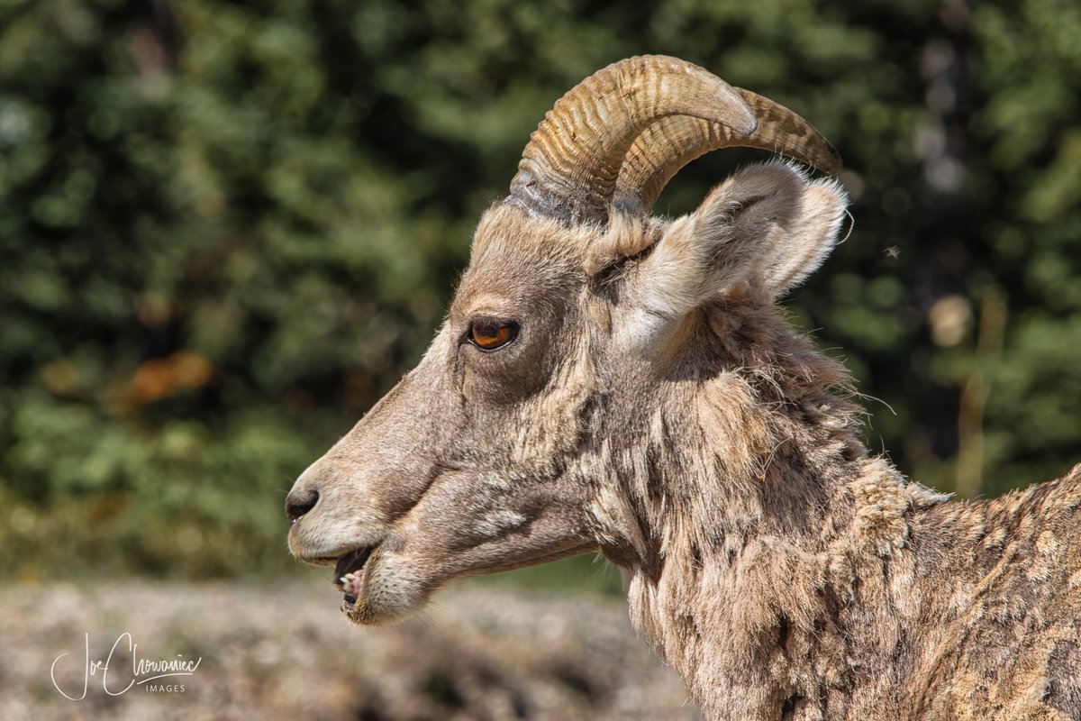 JoeisCranky's tweet photo. A young bighorn sheep trying to smile for the camera.   #wildlife #nature #canon #bannf #bighorn https://t.co/ofm9LH5eEn