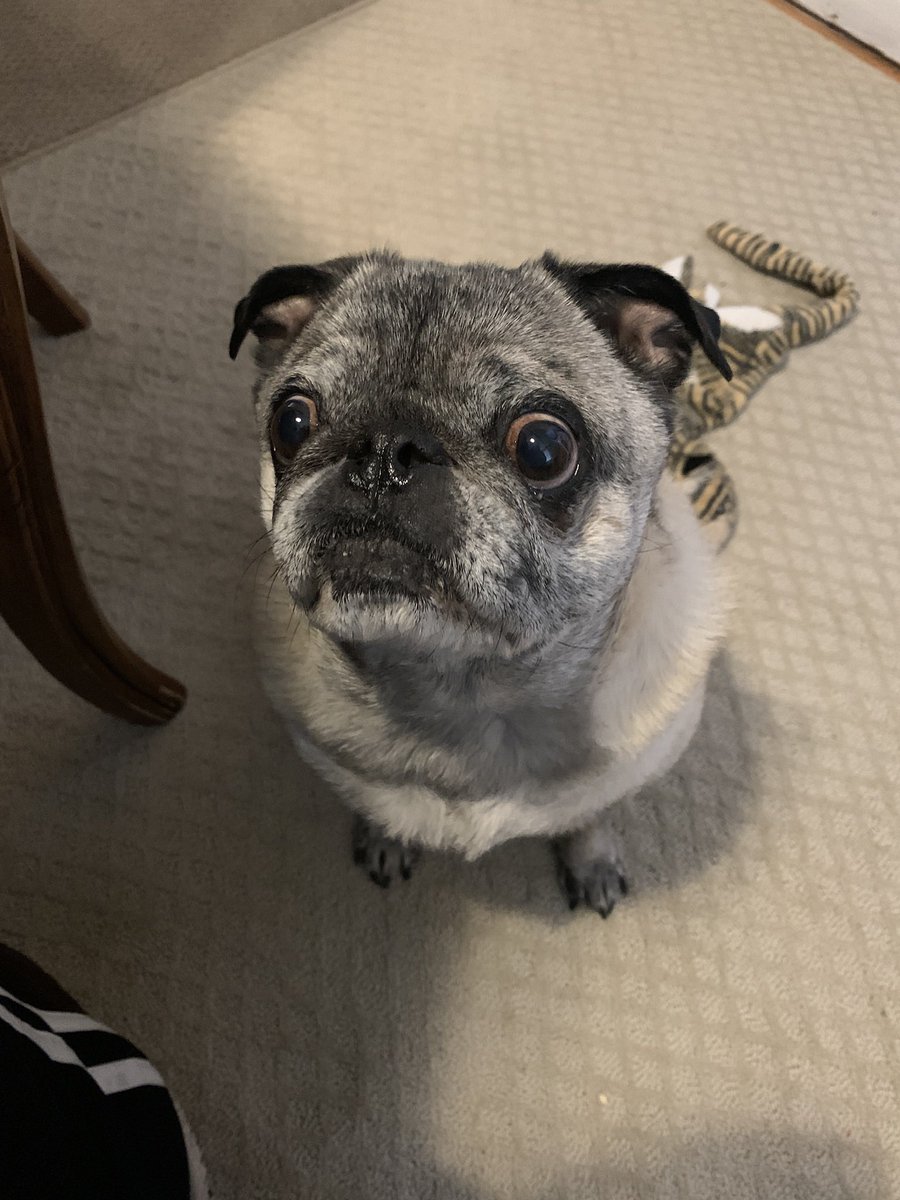 CooperNBonnie's tweet photo. @HamiltonPug A4: I’m not bossy. I just want food. ALL THE TIME. #pugchat https://t.co/yMceQyboXs