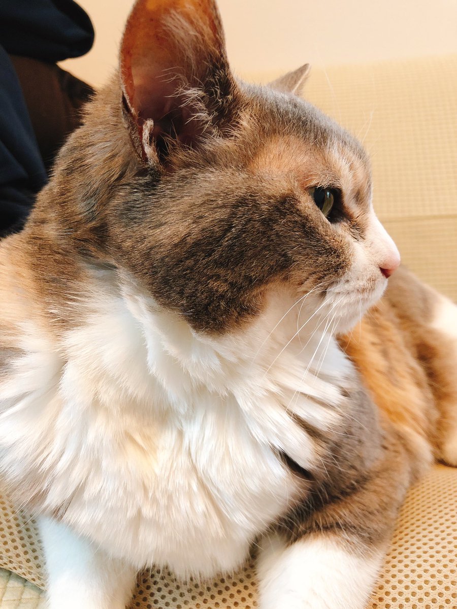 BeansPalette's tweet photo. おはようです。
東京 中野は曇り（気温23度）

今日も朝からゲーする猫様🐈
フローリングは問題ないけどカーペットだと掃除が大変なので、吐きそうだなって思ったらティッシュ数枚を前に配置するだけで掃除が楽になります🤣

#企業公式が毎朝地元の天気を言い合う 
#イマソラ 
#ネコ 
#企業公式猫部 https://t.co/vaikW8oTnC