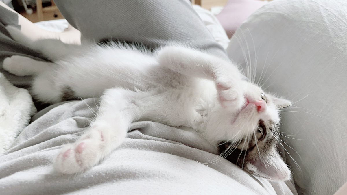 amethystdeer's tweet photo. 인간을 잘 쓰는 고앵이🐱 https://t.co/N0VwxFiKjO
