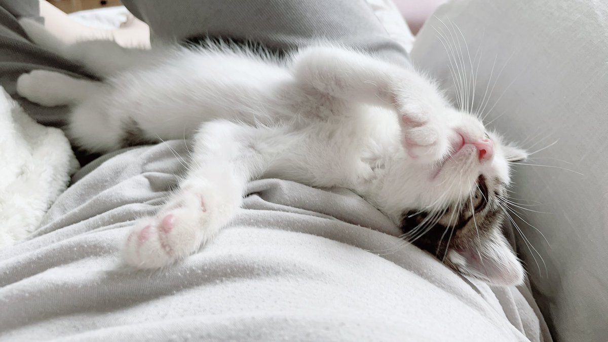 amethystdeer's tweet photo. 인간을 잘 쓰는 고앵이🐱 https://t.co/N0VwxFiKjO