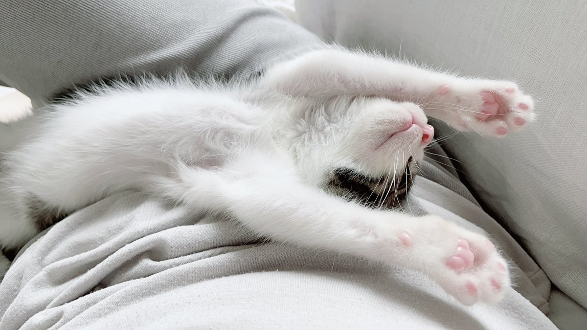 amethystdeer's tweet photo. 인간을 잘 쓰는 고앵이🐱 https://t.co/N0VwxFiKjO