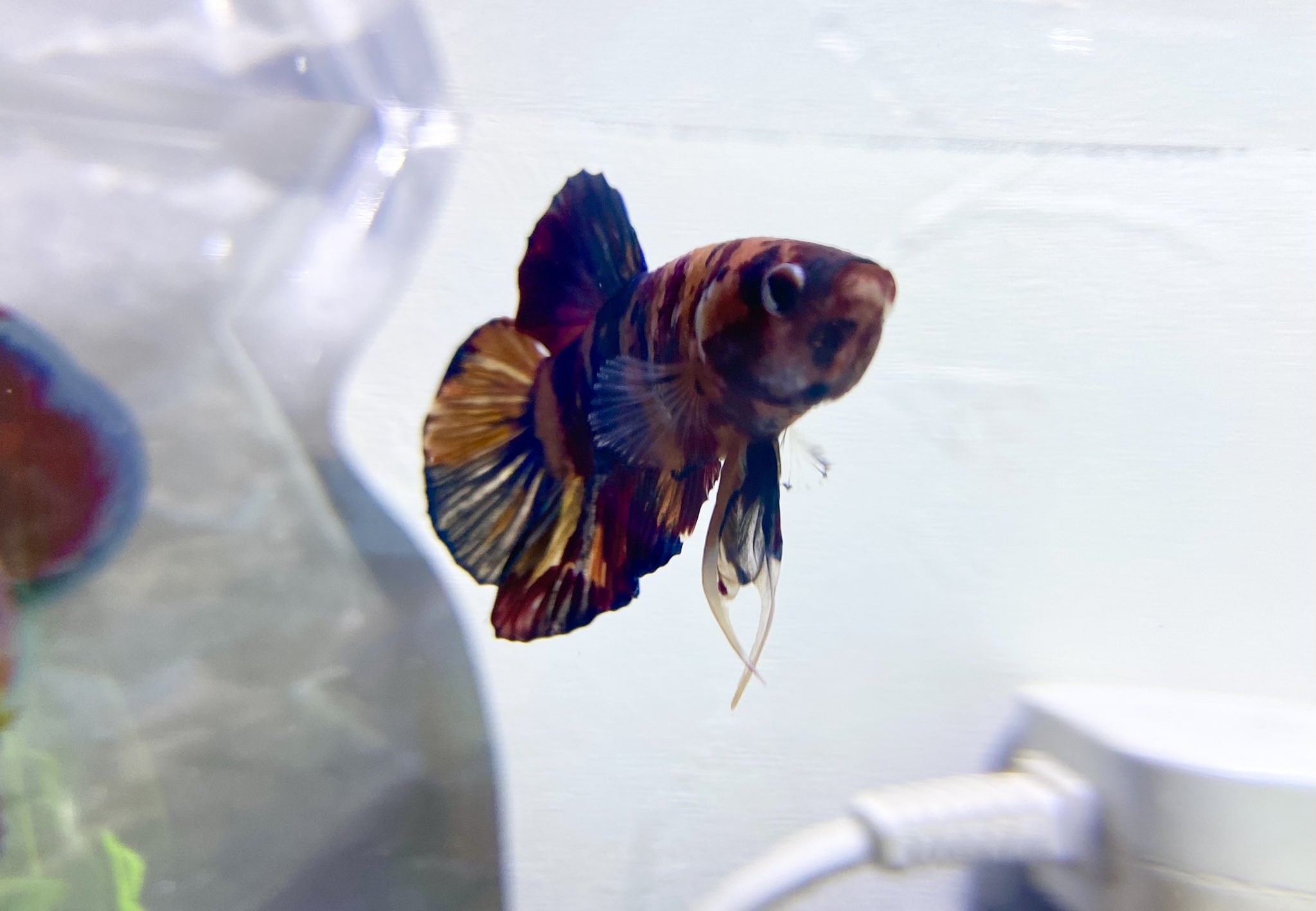アクアリウム東京 次回22 10開催予定 Aquariumtokyo Twitter