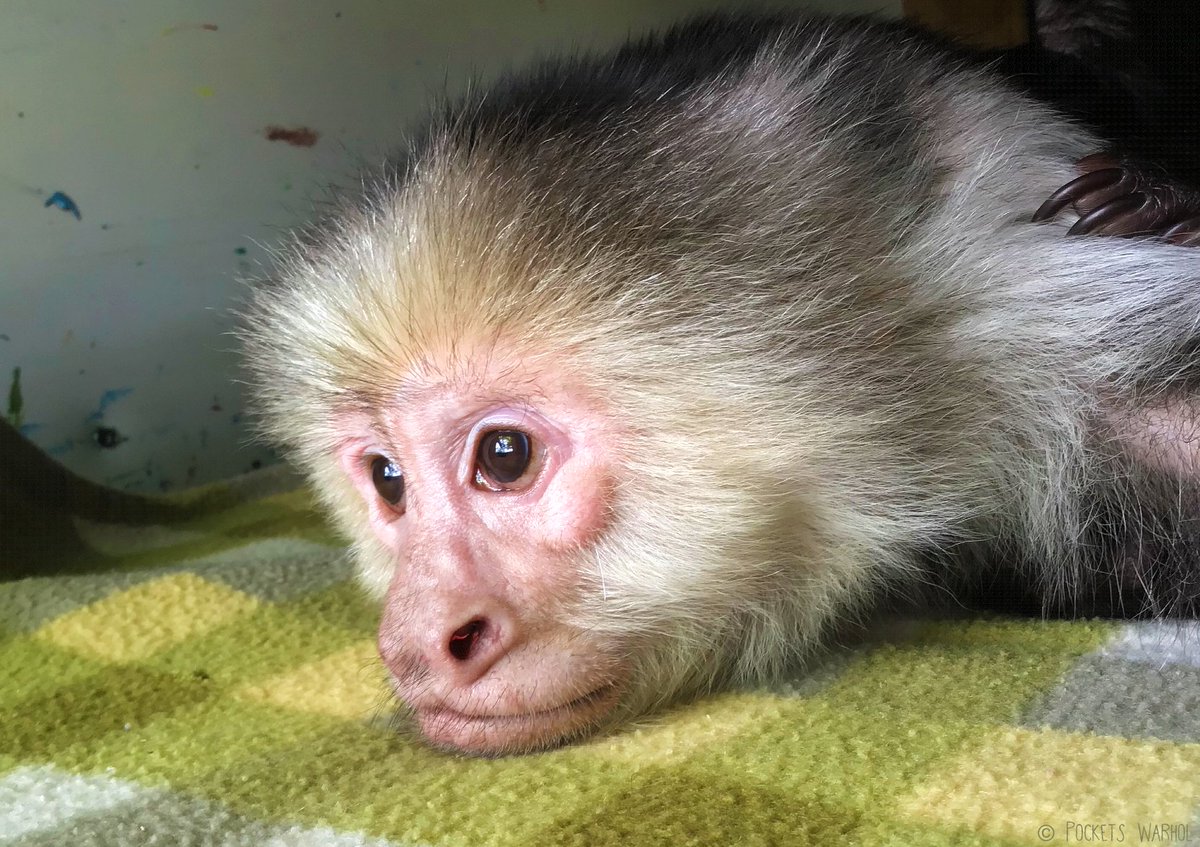 PocketsWarhol's tweet photo. I’m always a little bit wiser at sunset 🌌 #bekindtoanimals #afterlife3 #storybookmonkeys https://t.co/1npoZ3Xw74