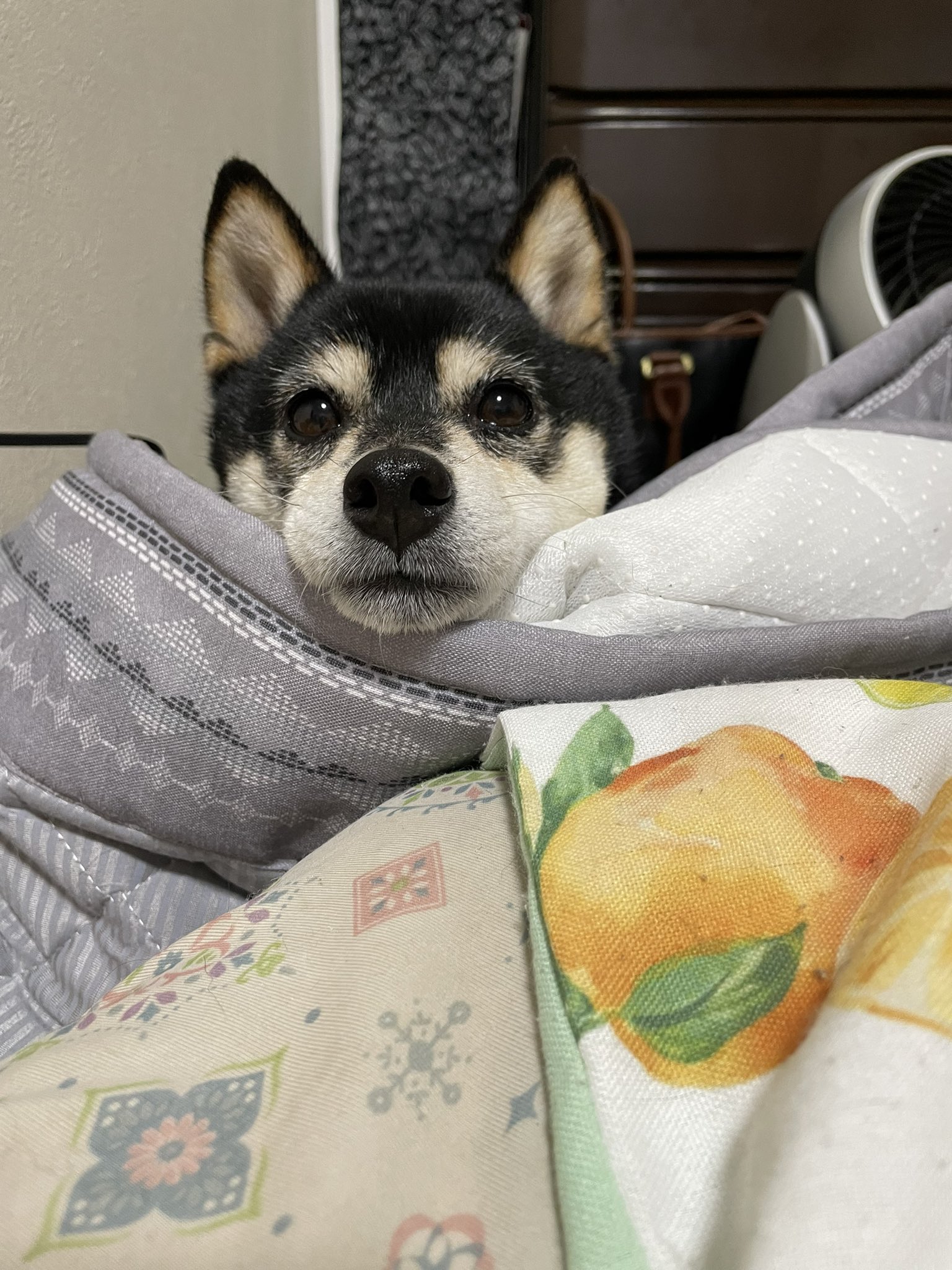 3びきのくろしば そしてこなつのこの顔である いぬのいる暮らし 柴犬を崇めよ 犬好きさんとつながりたい 豆柴 T Co Ypl98yw5bm Twitter