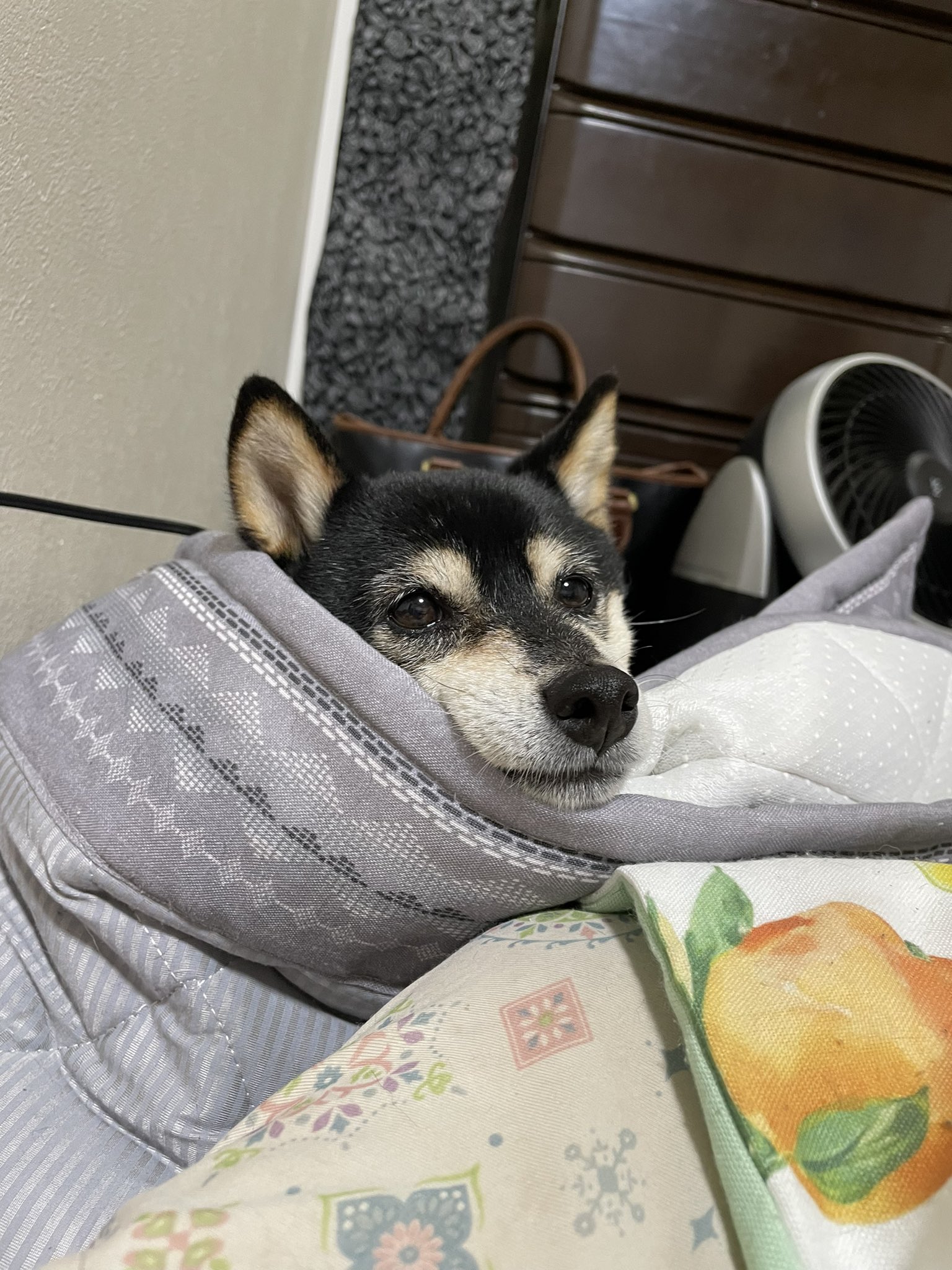 3びきのくろしば そしてこなつのこの顔である いぬのいる暮らし 柴犬を崇めよ 犬好きさんとつながりたい 豆柴 T Co Ypl98yw5bm Twitter