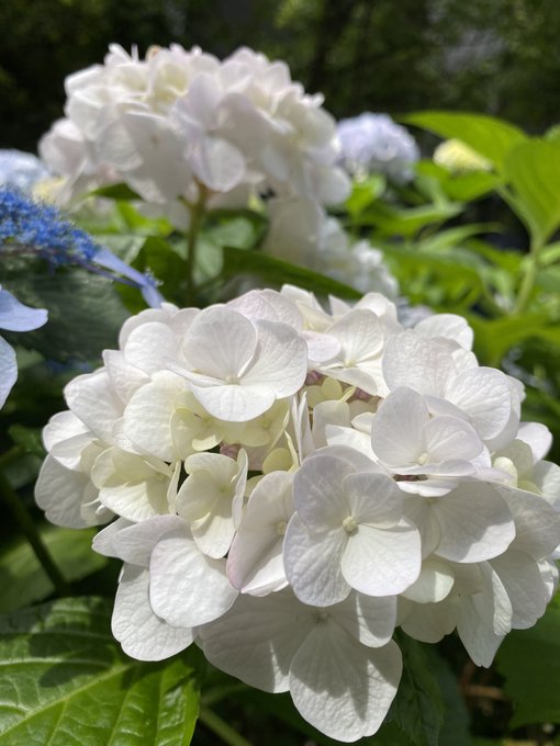お出かけで紫陽花みてきた✨ 梅雨は嫌いだけど、 ちょっと気分上がる🎶 https://t.co/mtZeWYCSSM<a href="/tag/%E3%81%B5%E3%82%8F%E3%81%B5%E3%82%8F"class="tags"><span>#ふわふわ</span></a><a href="/tag/%E3%81%8A%E3%81%A3%E3%81%B1%E3%81%84"class="tags"><span>#おっぱい</span></a><a href="/tag/%E3%82%A8%E3%83%AD"class="tags"><span>#エロ</span></a><a href="/tag/%E9%9B%B0%E5%9B%B2%E6%B0%97%E5%AB%8C%E3%81%84%E3%81%98%E3%82%83%E3%81%AA%E3%81%84%E3%82%88%E3%81%A3%E3%81%A6%E4%BA%BA%E3%81%84%E3%81%84%E3%81%AD"class="tags"><span>#雰囲気嫌いじゃないよって人いいね</span></a><a href="/tag/%E6%8F%89%E3%81%BF%E3%81%9F%E3%81%84%E3%81%A8%E6%80%9D%E3%81%A3%E3%81%9F%E3%82%89rt"class="tags"><span>#揉みたいと思ったらrt</span></a>