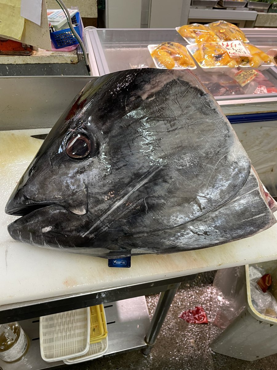 今日も本マグロ頭入荷しました😀
これから解体して希少部位、脳天、ホホ肉、目の奥の肉がでますよ🐟
#共栄市場 #ことに #本まぐろ