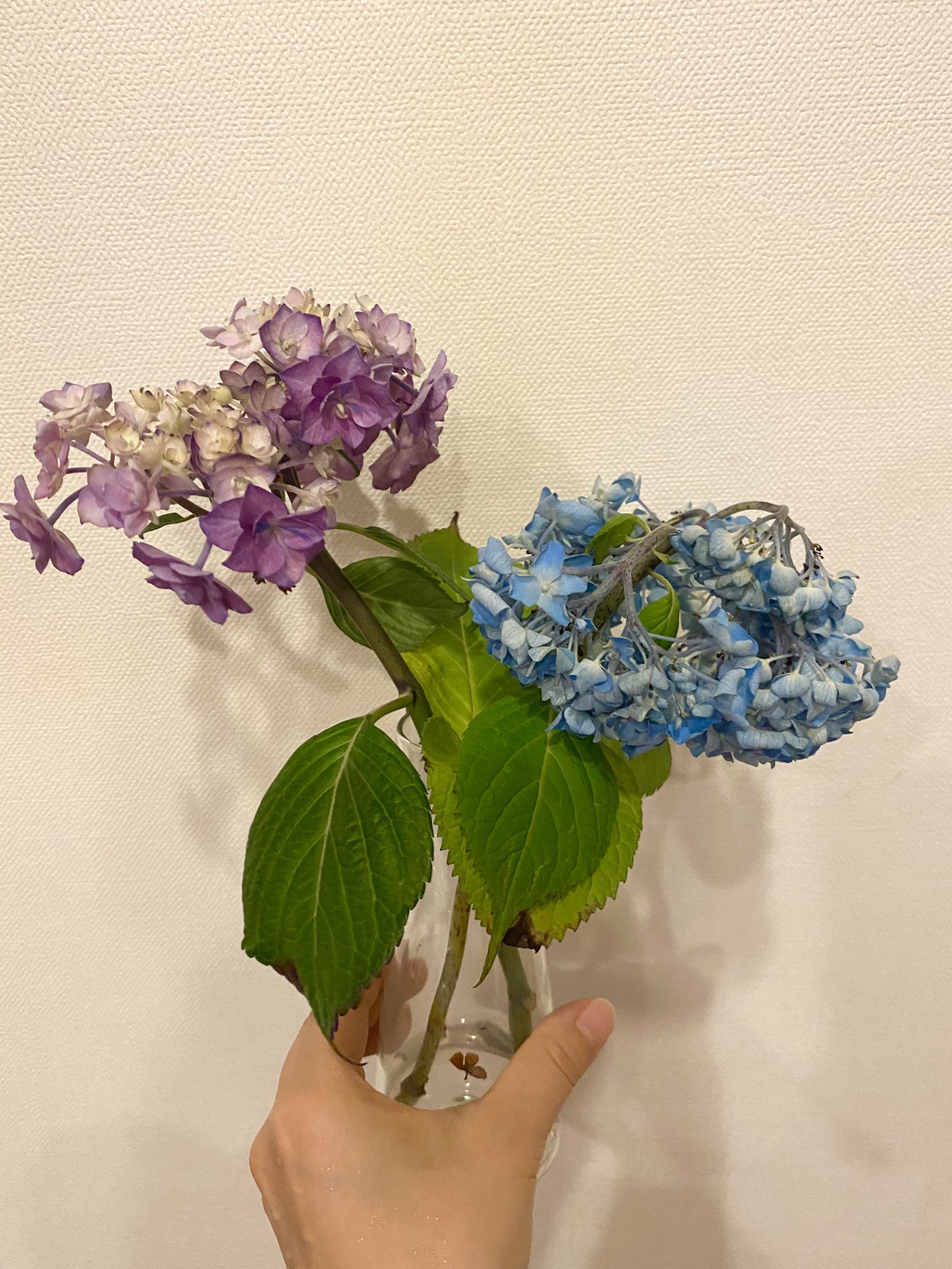 猫背 紫陽花ライフハックです 枯れた紫陽花を 花の部分丸ごと水に浸して一晩置くとかなり元気になる 茎の先が水に付いてなくても大丈夫 T Co 9y8s8yg0ie Twitter