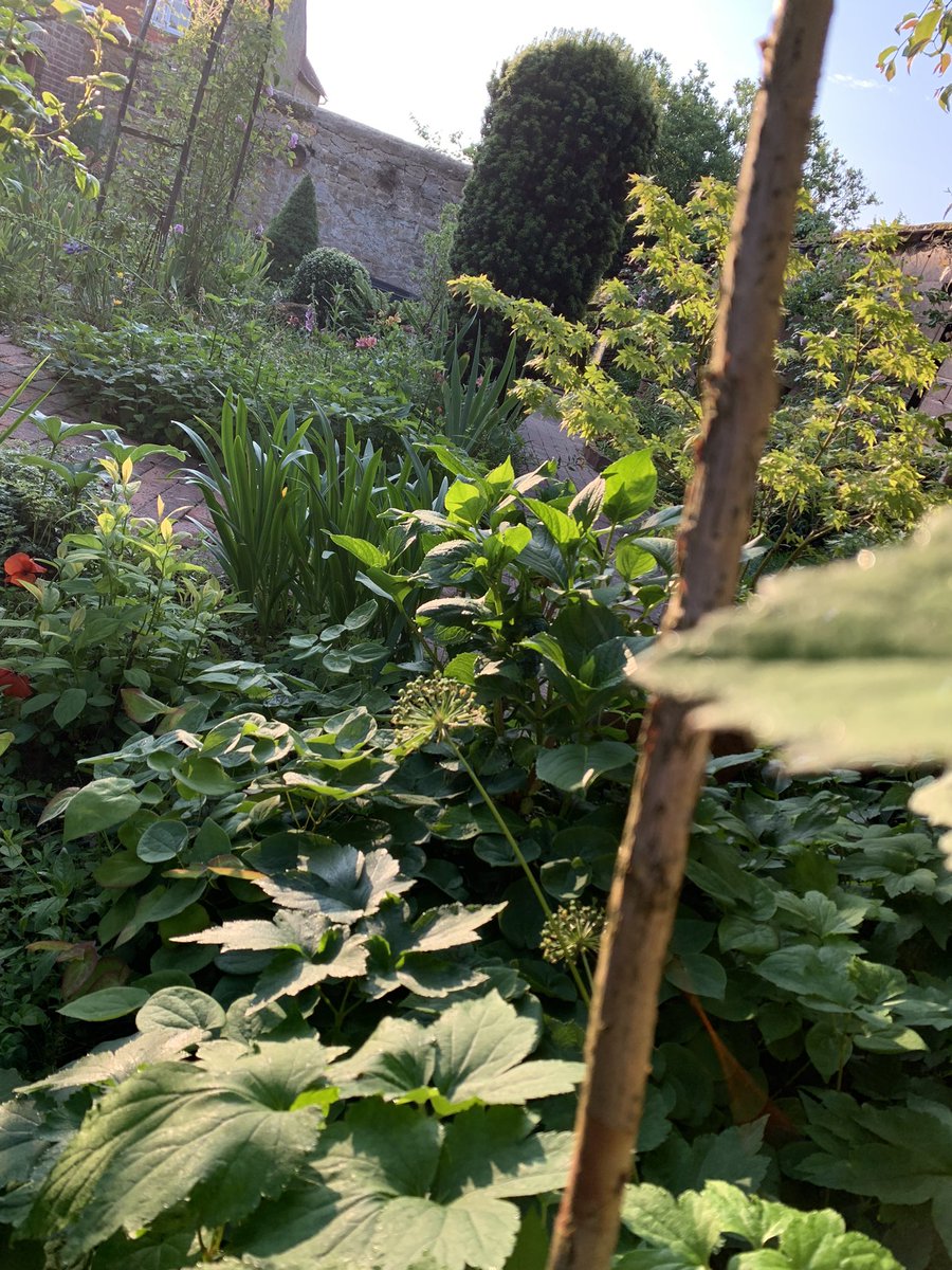 RaesGarden's tweet photo. The rewards of 5am gardening #sweetpeas #morningcoffee https://t.co/fkw4RvWAyN