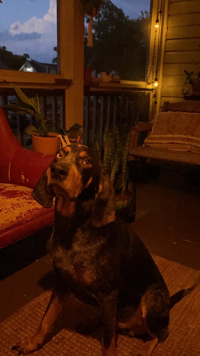 blkmagickwieldr's tweet photo. The perfect man.
#porchhangs #plantdaddy #BasilThomas #bluetickcoonhound https://t.co/4ANhvgXPCe