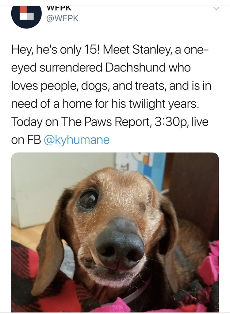 Aaronlane's tweet photo. I'm sad to say that today was the end of Stanley's journey. We had him in our lives for two years - much more than anyone expected. He was a good and loyal friend whose last months were filled with friends, food, and love. He was a very, very good boy. I'll miss you Stanley. https://t.co/5qgDL4BuQs