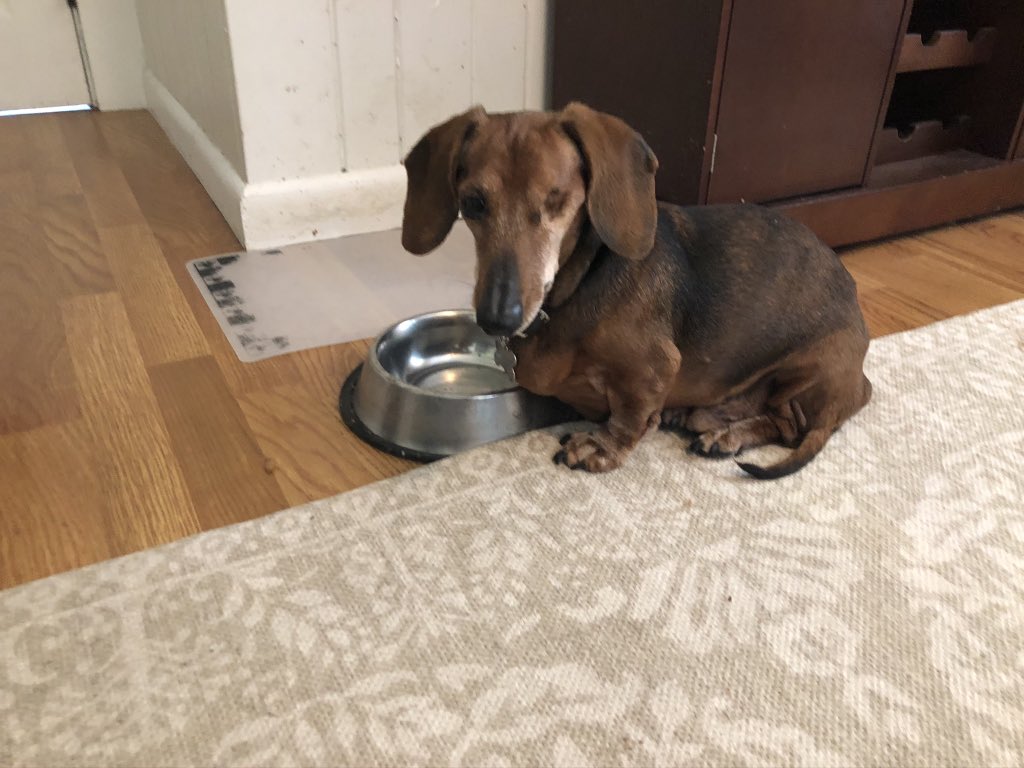 Aaronlane's tweet photo. I'm sad to say that today was the end of Stanley's journey. We had him in our lives for two years - much more than anyone expected. He was a good and loyal friend whose last months were filled with friends, food, and love. He was a very, very good boy. I'll miss you Stanley. https://t.co/5qgDL4BuQs
