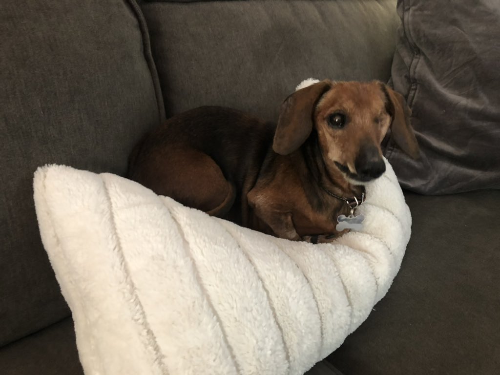 Aaronlane's tweet photo. I'm sad to say that today was the end of Stanley's journey. We had him in our lives for two years - much more than anyone expected. He was a good and loyal friend whose last months were filled with friends, food, and love. He was a very, very good boy. I'll miss you Stanley. https://t.co/5qgDL4BuQs